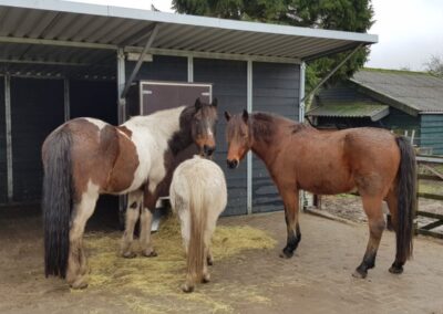 Paarden automatisch voederen