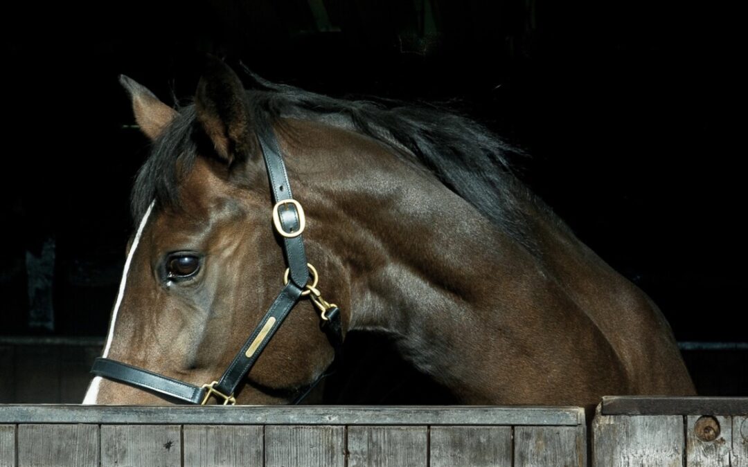 De gezondheid en het welzijn van uw paard