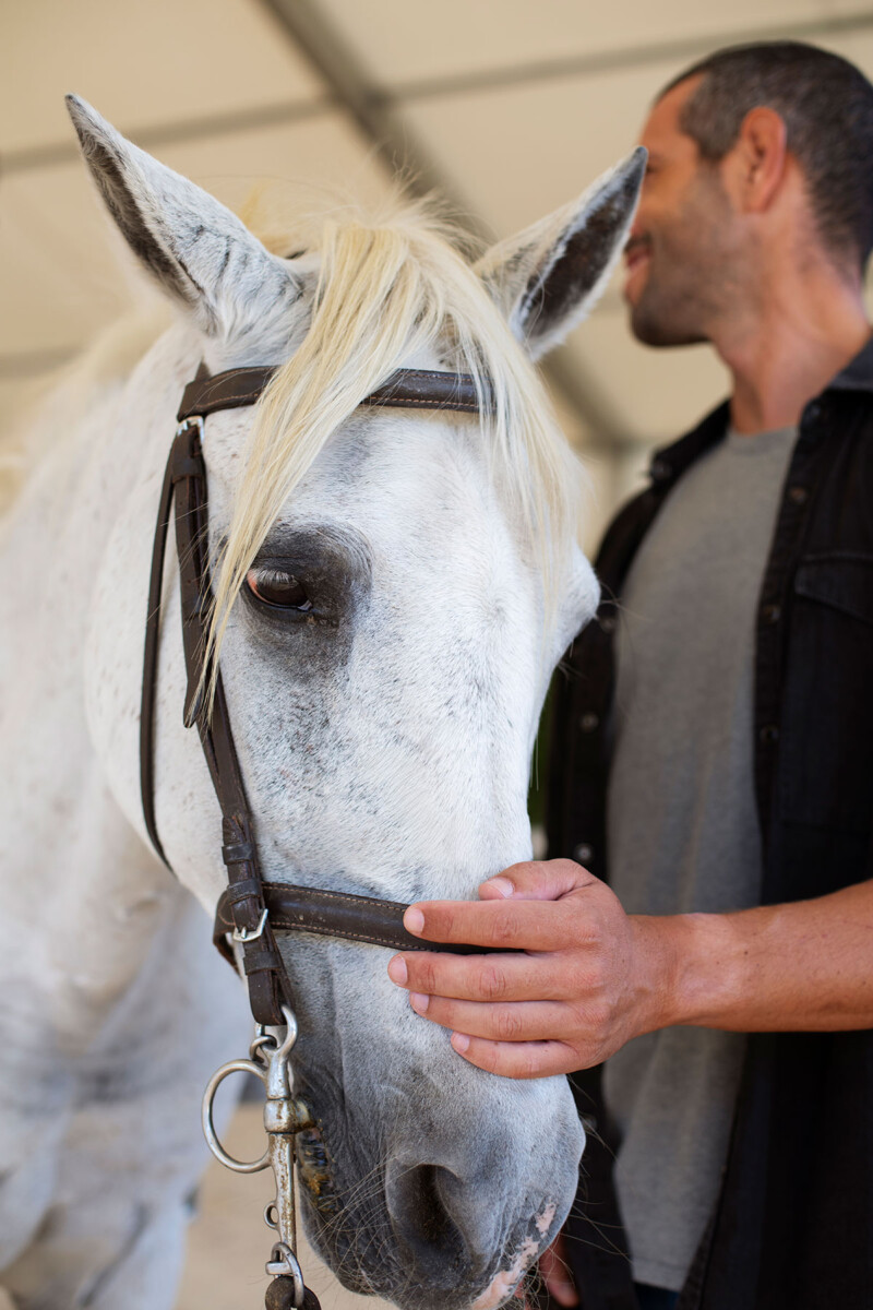 Equipona Paard